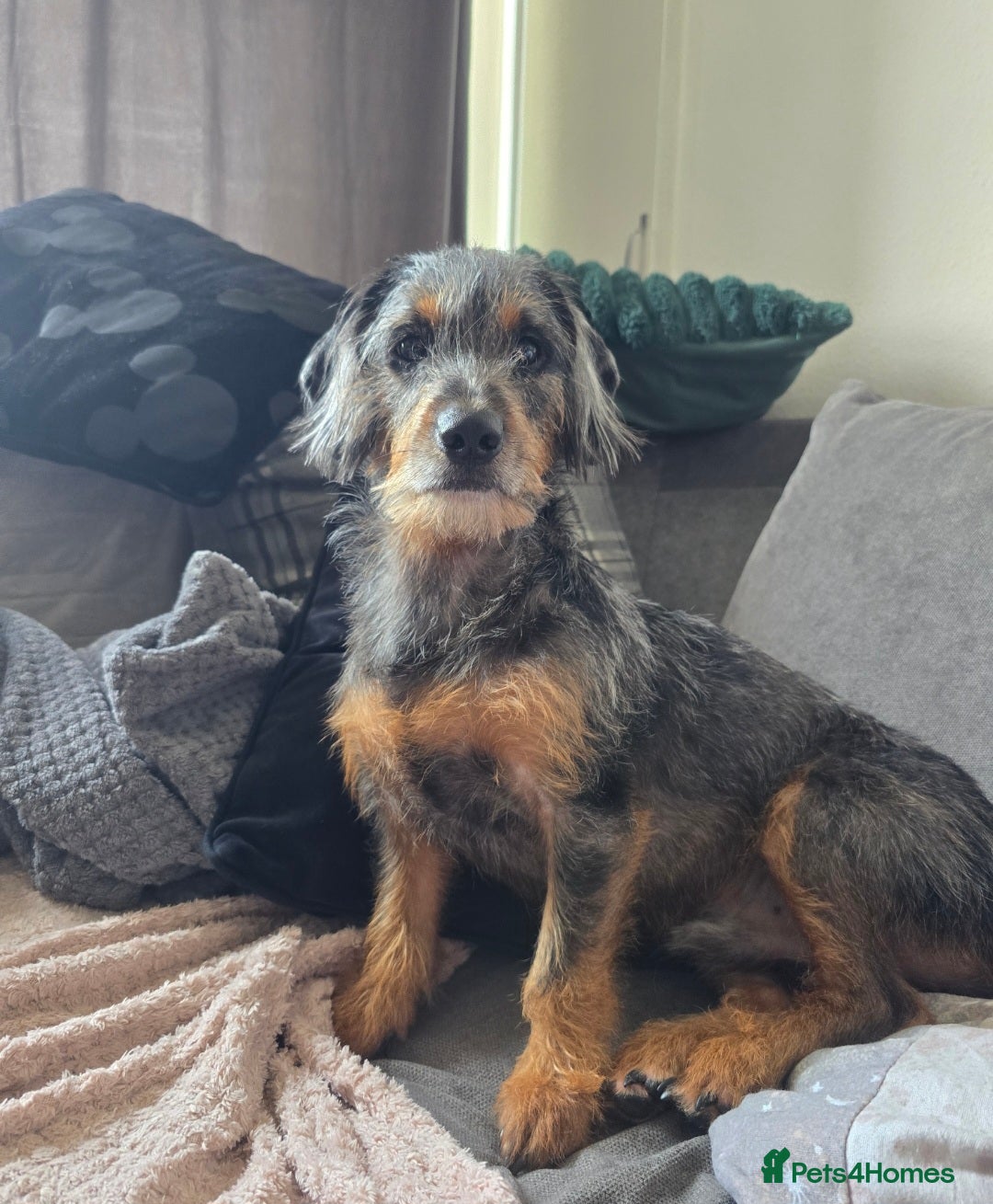 Mixed Breed dogs for sale: 20 month old Daschund cross for forever home - Image 2