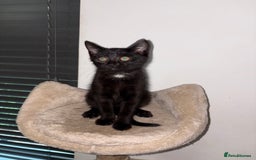 Domestic Shorthair cats for sale: 2 kittens for sale black & white boy & black girl - Image 4