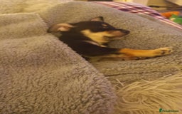 Jack Russell dogs for sale: Beautiful Jack russell puppy ( last one) - Image 14