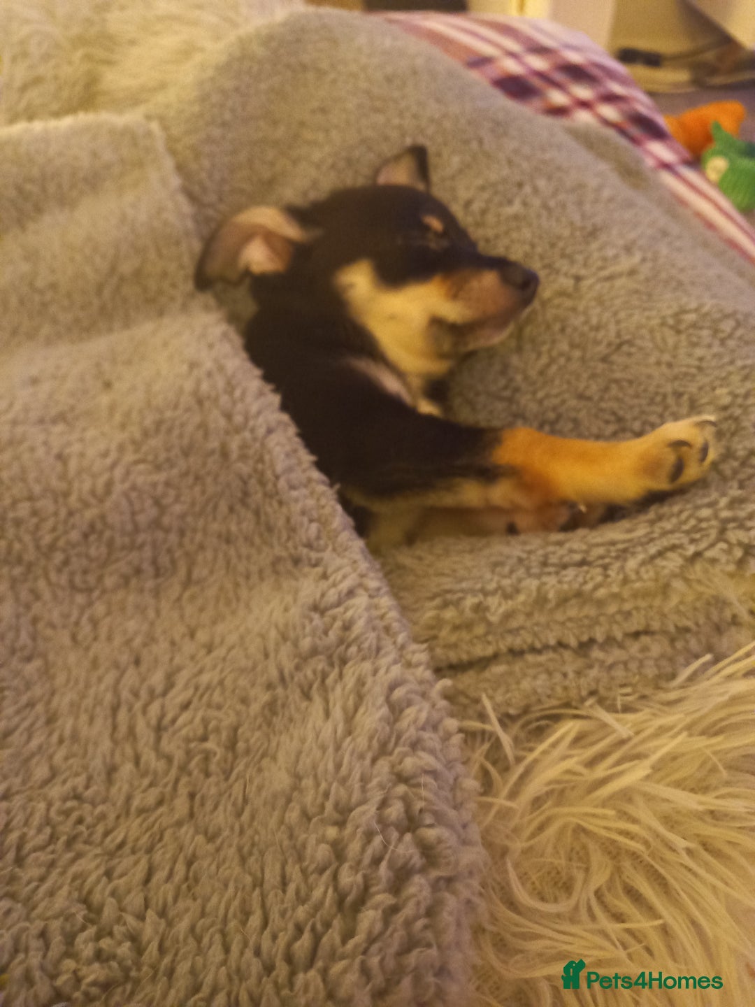 Jack Russell dogs for sale: Beautiful Jack russell puppy ( last one) - Image 14