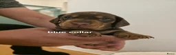 Miniature Dachshund dogs for sale: PEDIGREE KC MINIATURE DACHSHUND PUPPIES  🐶 ❤️ - Advert 18