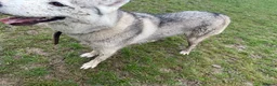 Siberian Husky dogs for sale: Meet Luna  in Bexleyheath - Advert 2