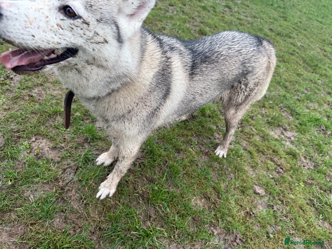 Siberian Husky dogs for sale: Meet Luna  in Bexleyheath - Advert 2