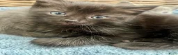 Ragdoll cats for sale: Very affectionate loving black ragdoll boy  - Advert 13