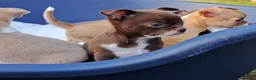 Chihuahua dogs for sale: Chihuahua Puppies  in Norwich - Advert 19