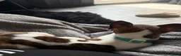Mixed Breed dogs for sale: Gorgeous male chi x jack russel - Advert 3