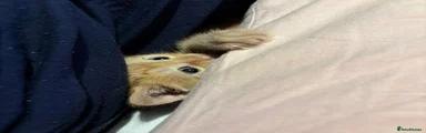 Bean