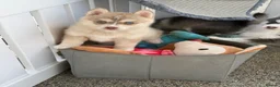 Pomsky dogs for sale: F4 Pomsky Puppies  - Advert 5