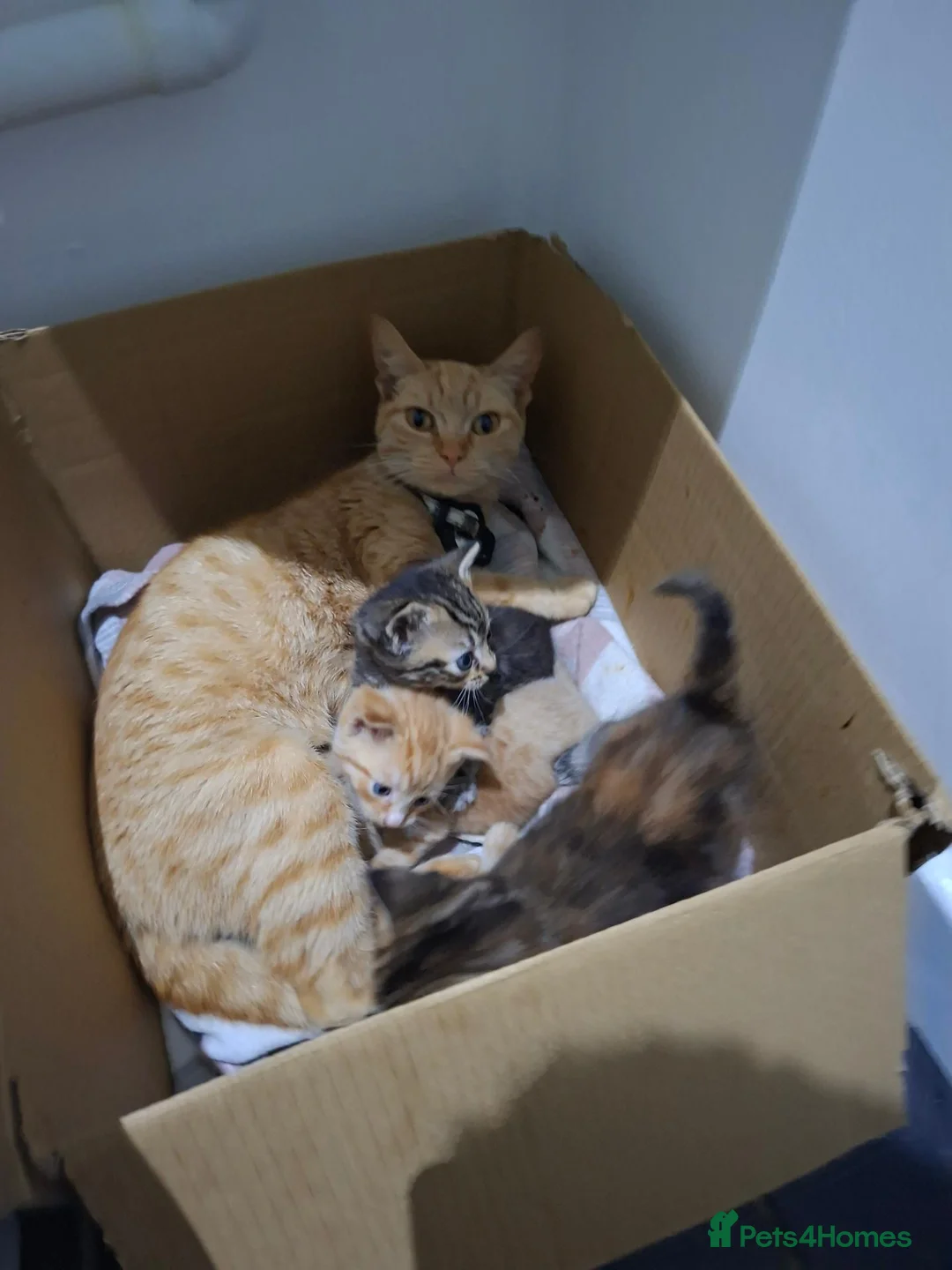 Mixed Breed cats for sale: 3 Kittens - Advert 2
