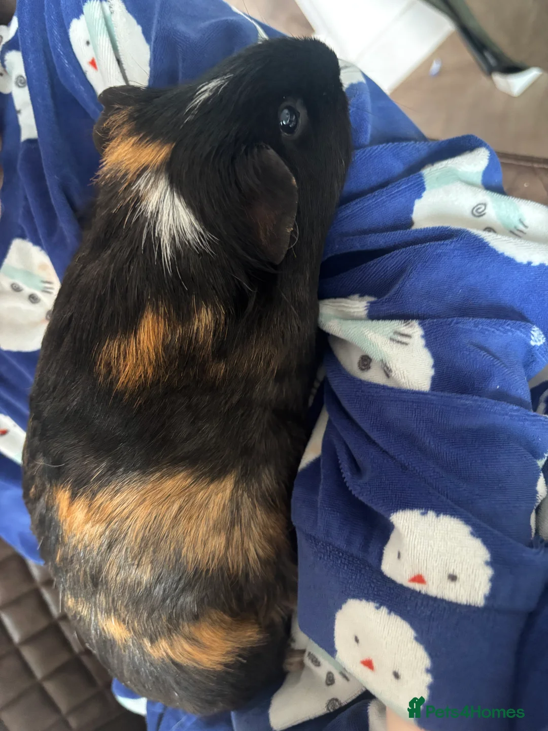 Guinea Pig rodents for sale: 2x female guinea pigs for sale  in Exeter - Advert 2