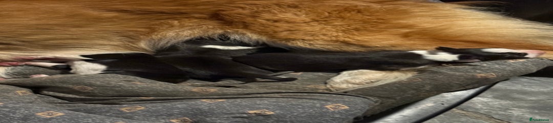 Border Collie Puppy 1