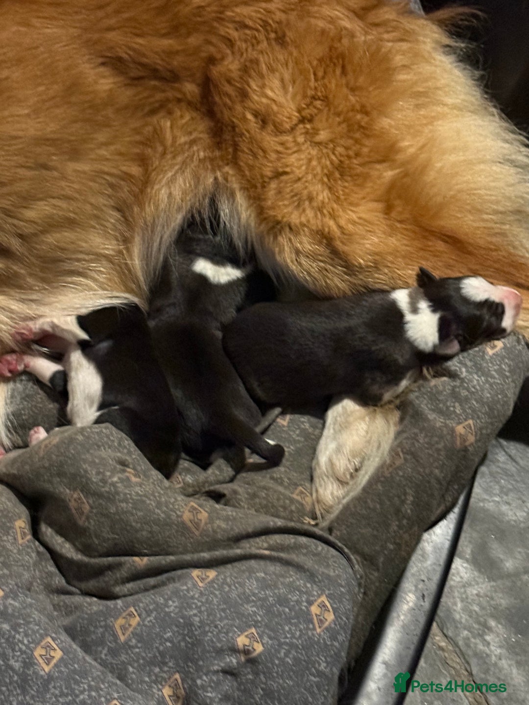 Border Collie dogs for sale: Border collie pups  - Image 9