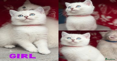 British Shorthair cats - Advert 9