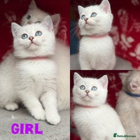 British Shorthair cats - Advert 9