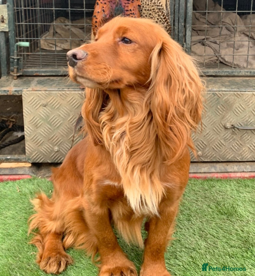 Cocker Spaniel dogs for sale: Planned litter of wcs  - Image 1