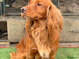 Cocker Spaniel dogs - Advert 26