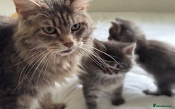 Maine Coon cats for sale: TICA Splendid Maine Coon  - Image 13