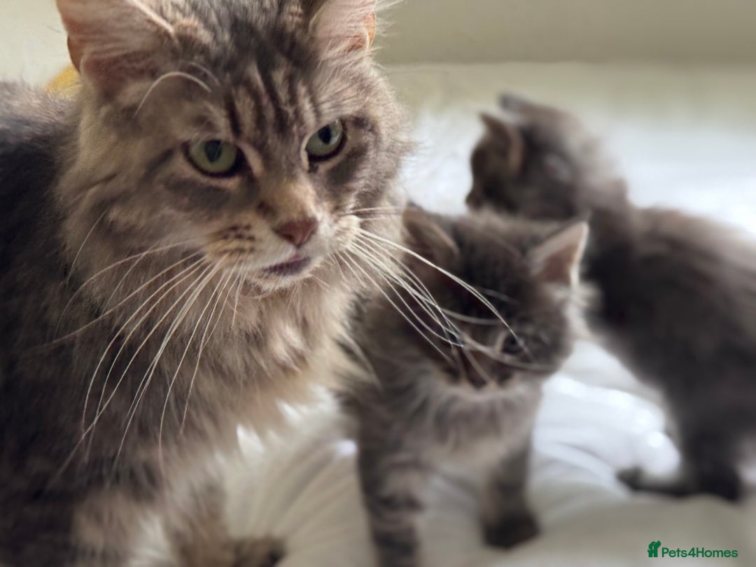 Maine Coon cats for sale: TICA Splendid Maine Coon  - Image 13