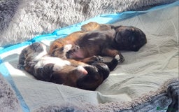 Shih Tzu dogs for sale: Shihtzu pupies. - Image 18