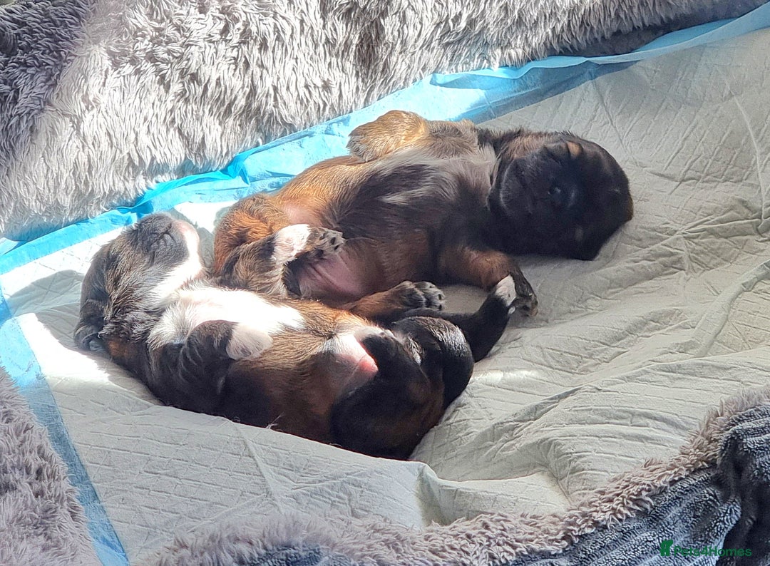 Shih Tzu dogs for sale: Shihtzu pupies. - Image 18