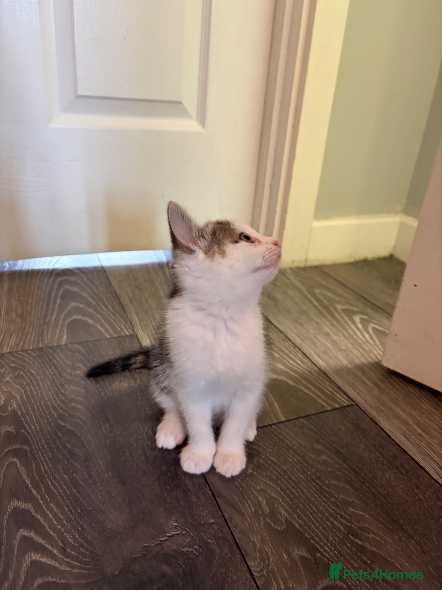 Mixed Breed cats Sweet and cuddly little female kitten 🐈‍⬛  - Advert 11