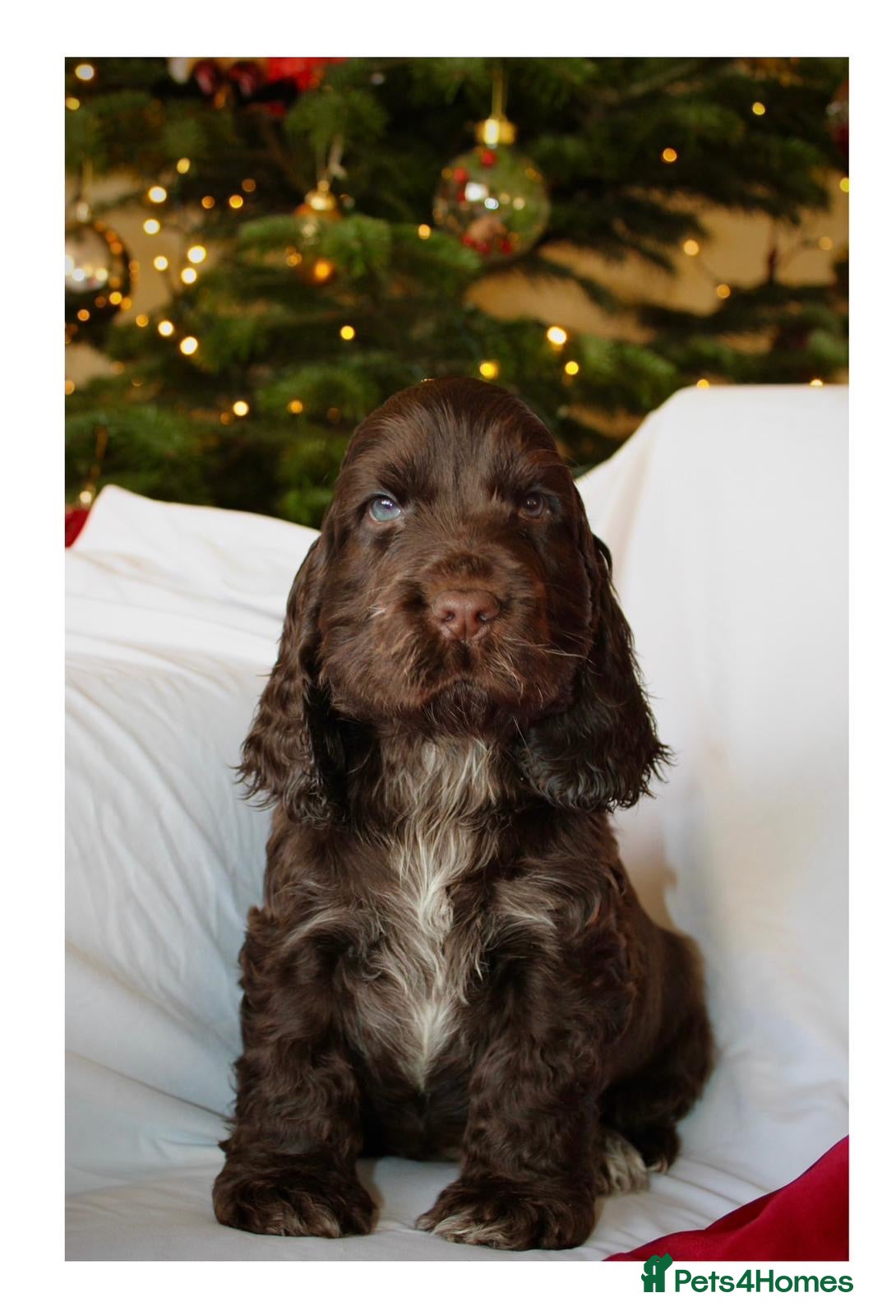 Cocker Spaniel dogs KC Registered Show Cocker Spaniel Puppies - Advert 3