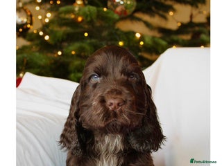 Cocker Spaniel dogs KC Registered Show Cocker Spaniel Puppies - Advert 2