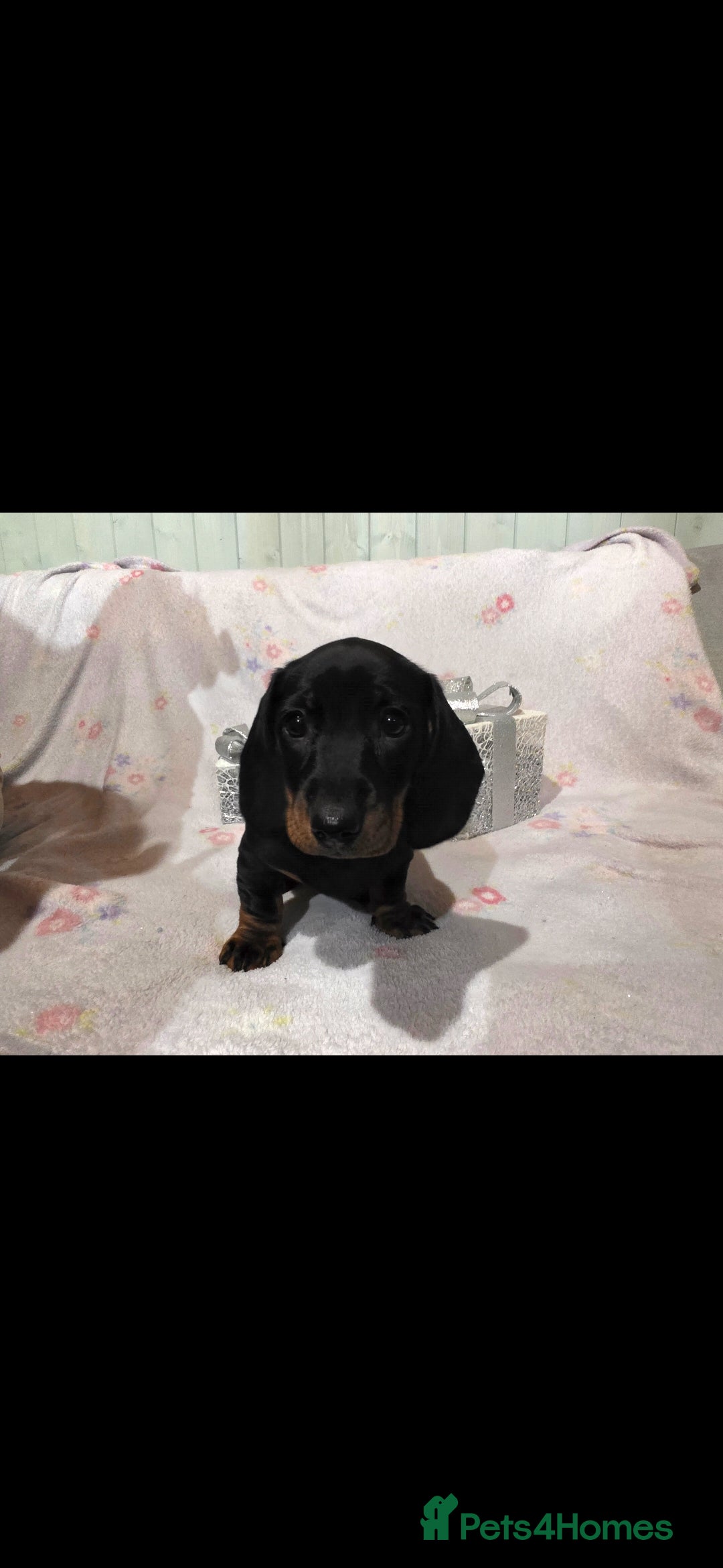 Dachshund dogs for sale: Beautifull puppies  - Advert 12