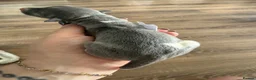 Whippet dogs for sale: Stunning Whippet puppies  - Advert 6