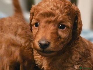 Toy Poodle dogs ❤️Cruft show🐩 Stunning red*serbian imp*show dogs* - Advert 8