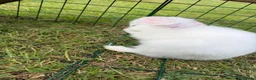 Dwarf Lop rabbits for sale: Dwarf Lop Baby Bunnies  - Advert 14