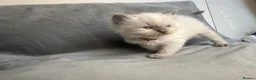 Ragdoll cats for sale: Beautiful mink ragdoll kittens all male  - Advert 18