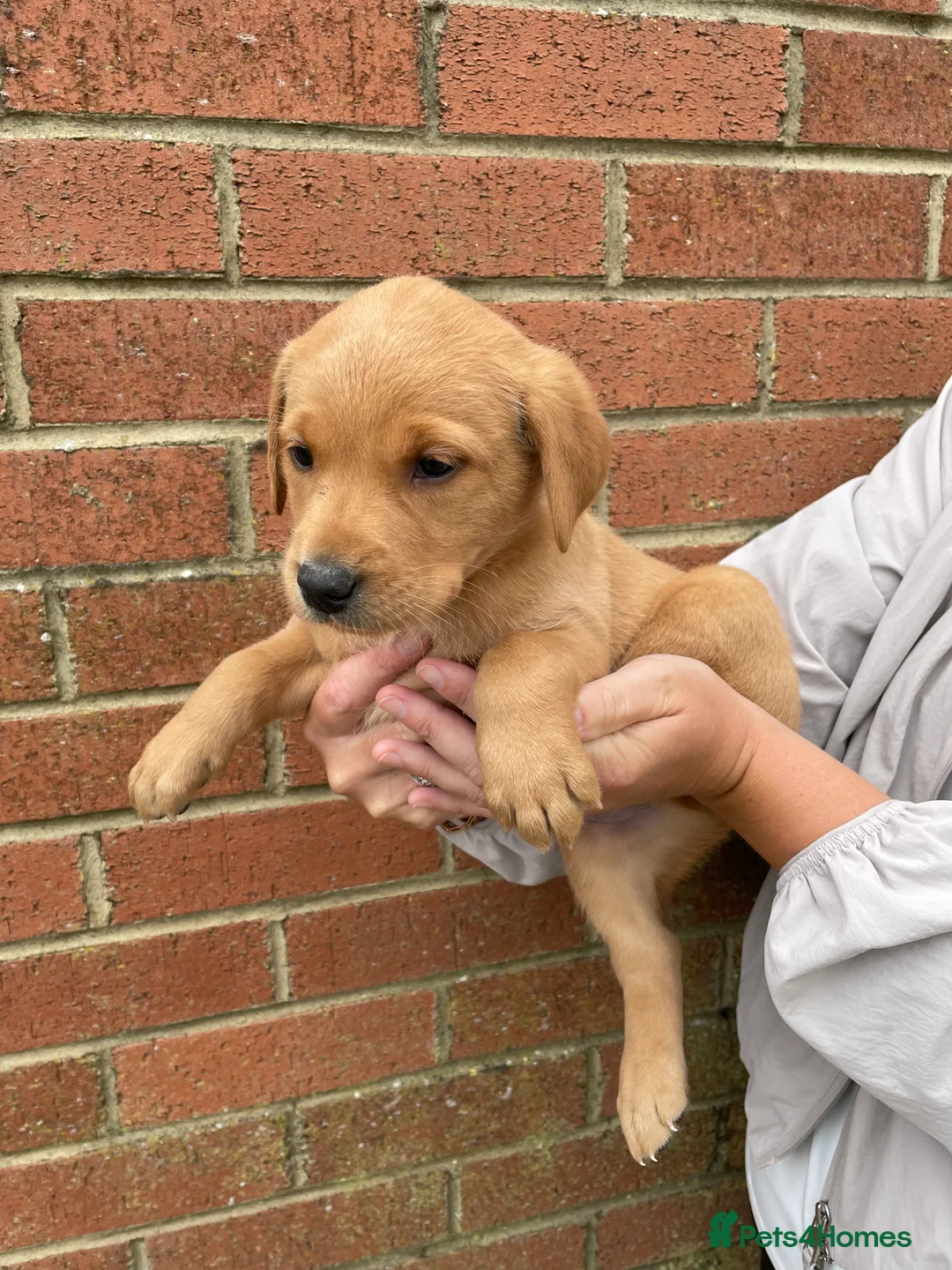Labrador Retriever dogs for sale: Outstanding litter of fox red Labrador puppies  - Advert 2