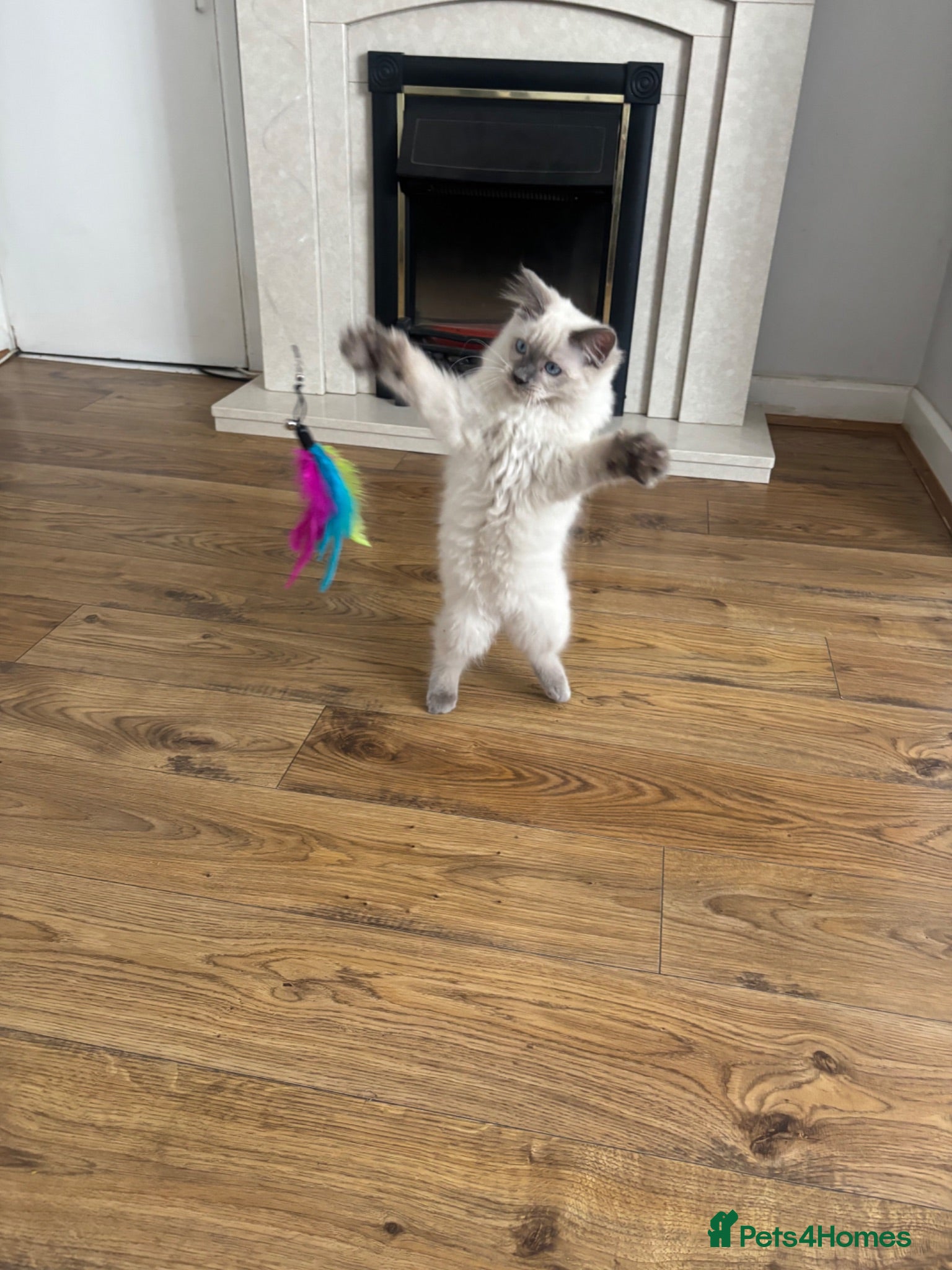 Ragdoll cats Purebred Ragdoll Boys/Offers Welcome - Advert 1