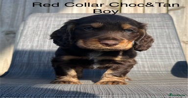 Cocker Spaniel dogs - Advert 6