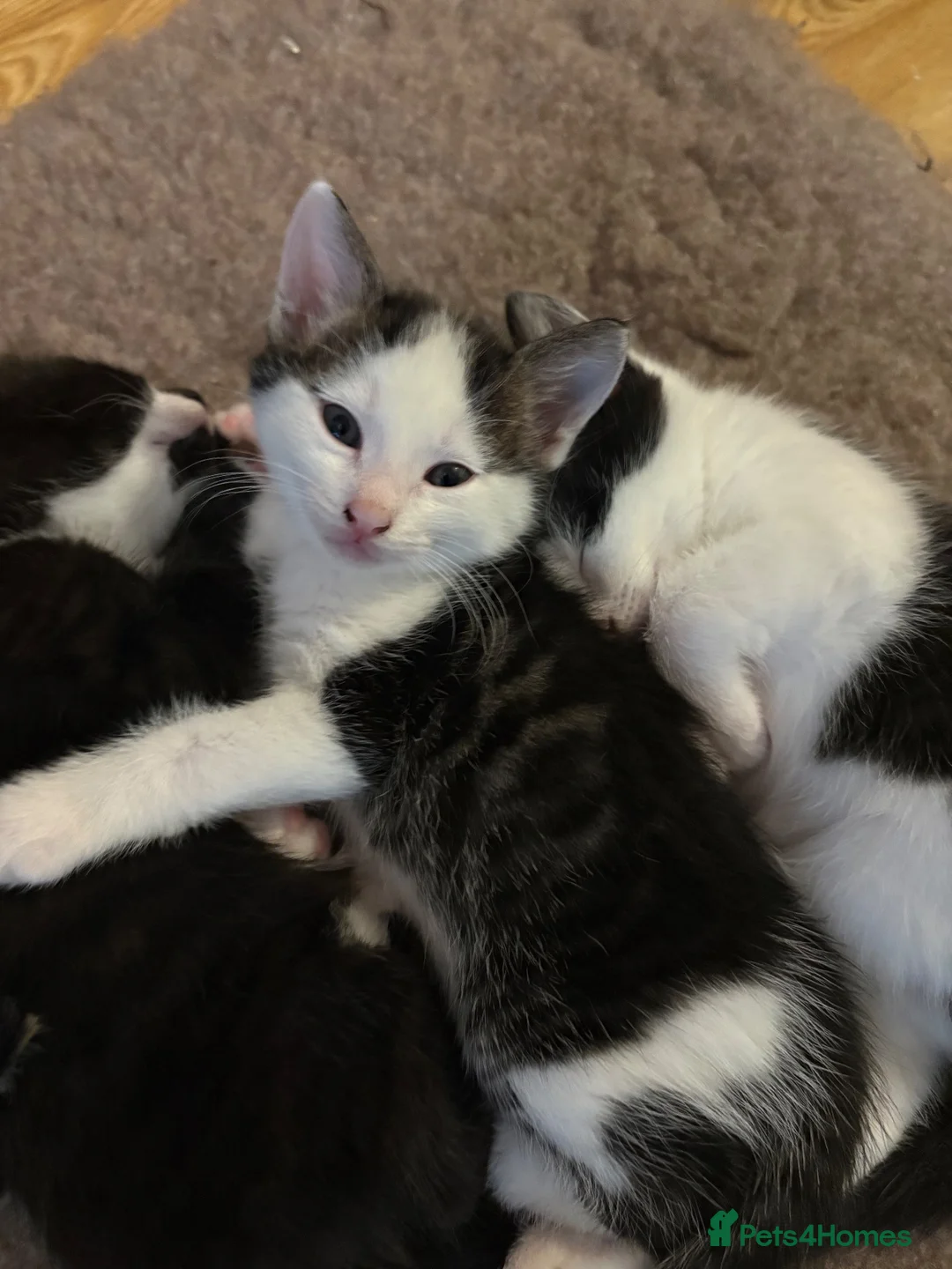 Bengal cats for sale: Bengal X kittens in Bristol - Advert 7