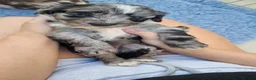 Sproodle dogs for sale: Three Beautiful Girls Remaining F1 Merle Sproodles - Advert 20