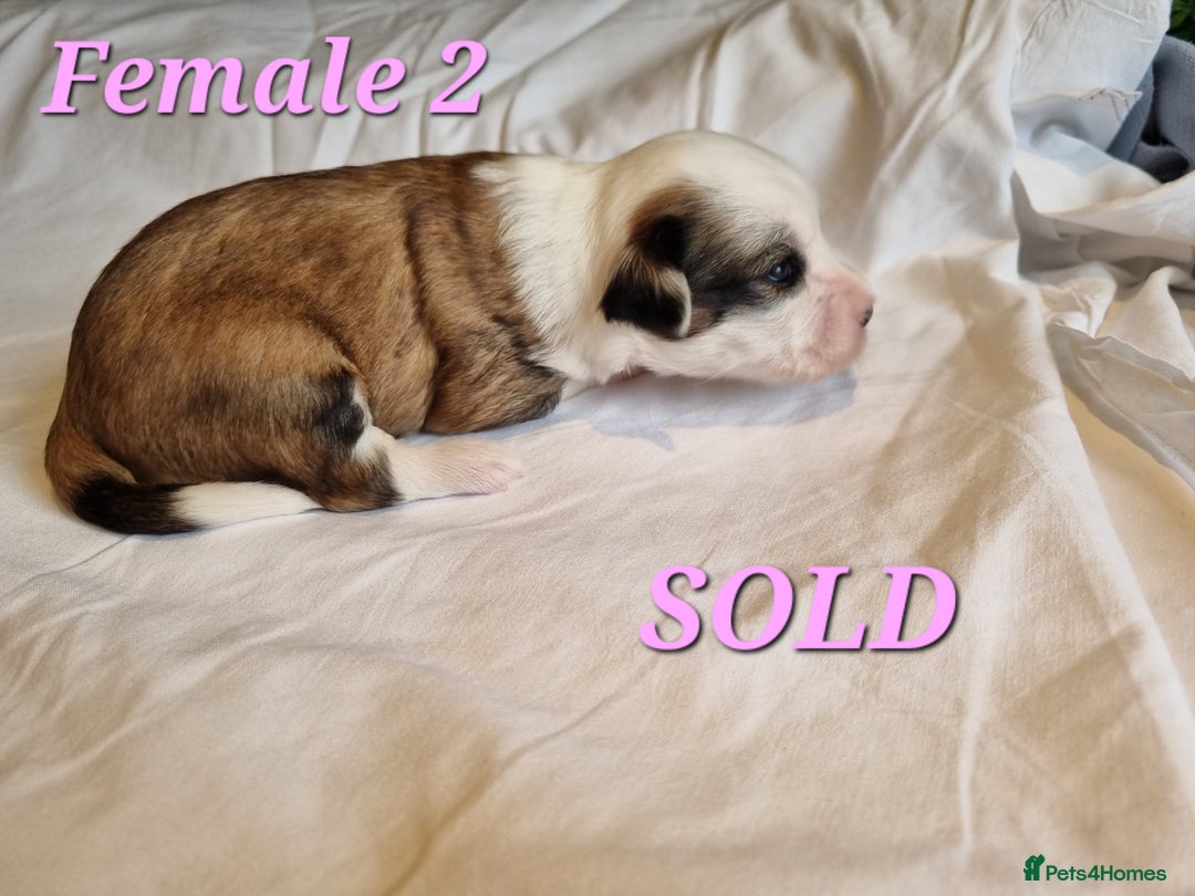 Tibetan Terrier dogs for sale: Tibetan terrier puppies for sale - Image 5