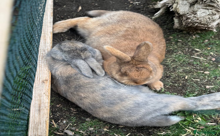 Rex rabbits - Advert 1