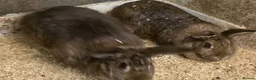 Mixed Breed rabbits for sale: 3 Belgian Hare crosses for adoption. - Advert 3