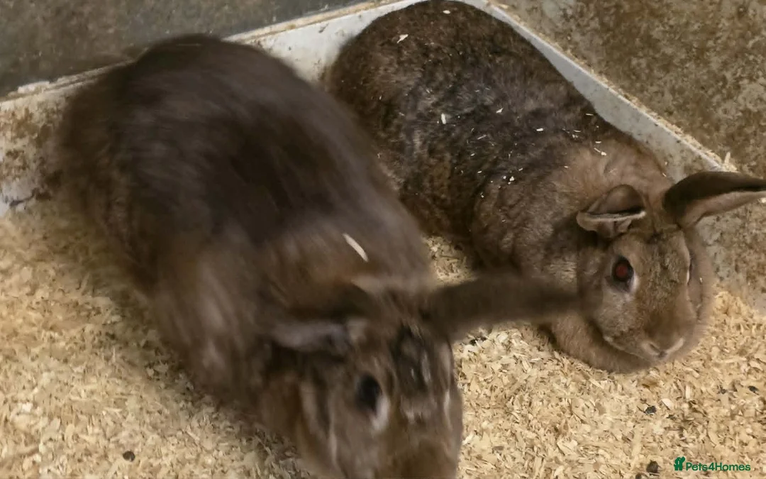 Mixed Breed rabbits for sale: 3 Belgian Hare crosses for adoption. - Advert 3
