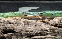 Skink reptiles for sale: 0.0.3 CB Emerald Tree Skinks - Image 6