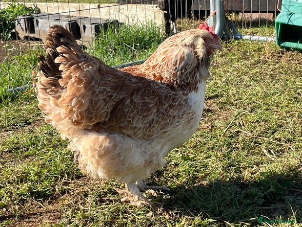 Chickens poultry - Advert 7
