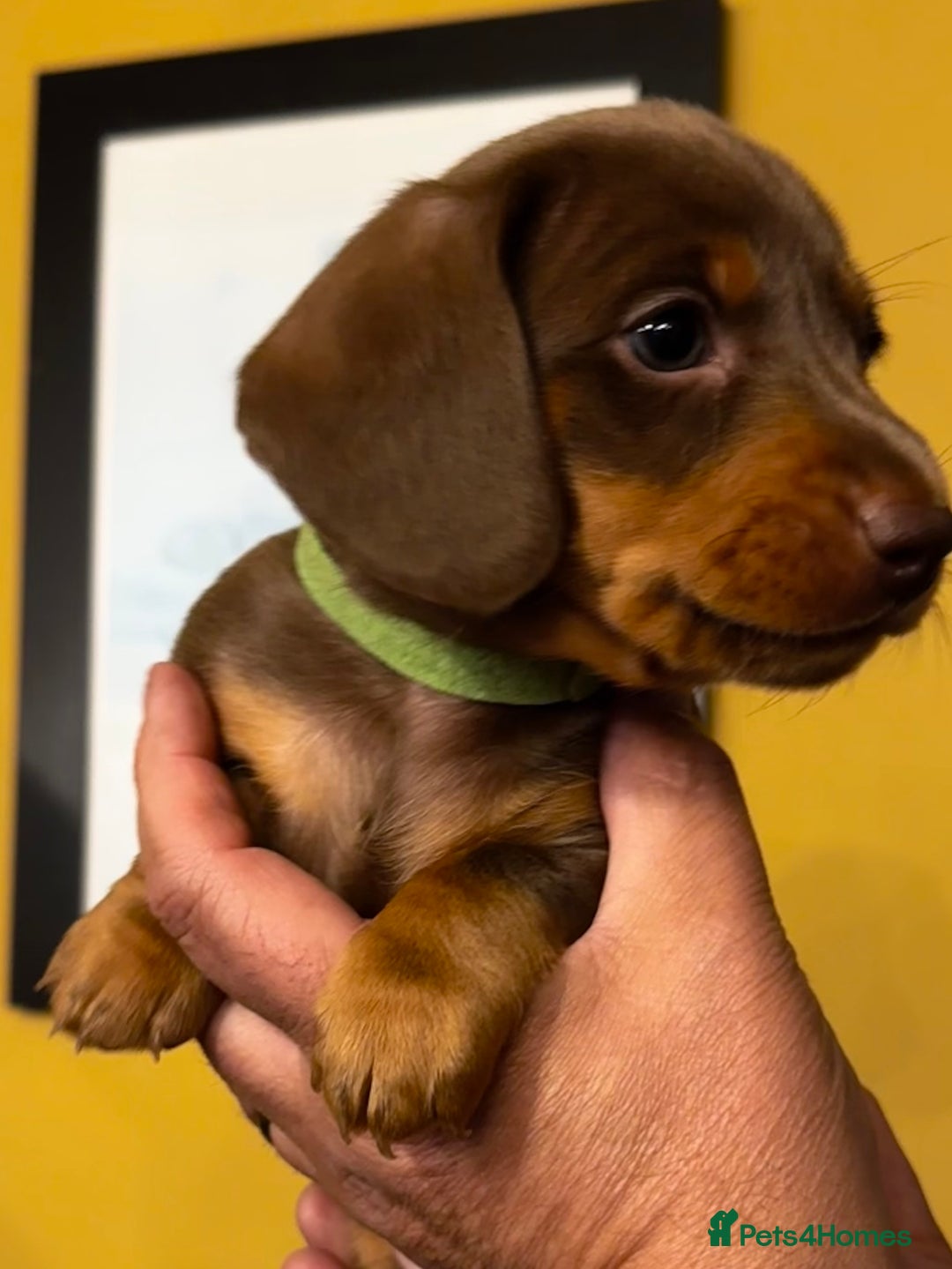 Miniature Dachshund dogs for sale: READY NOW Stunning miniature dachshund pups in Mirfield - Image 9