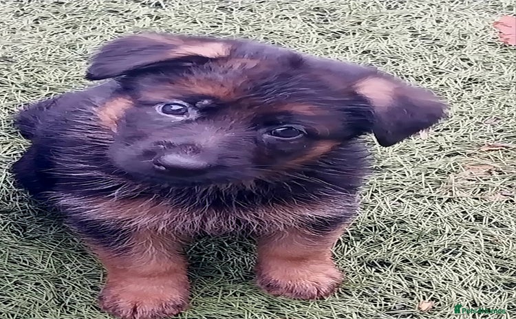 German Shepherd dogs - Advert 15