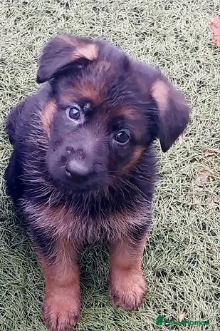 German Shepherd dogs - Advert 15