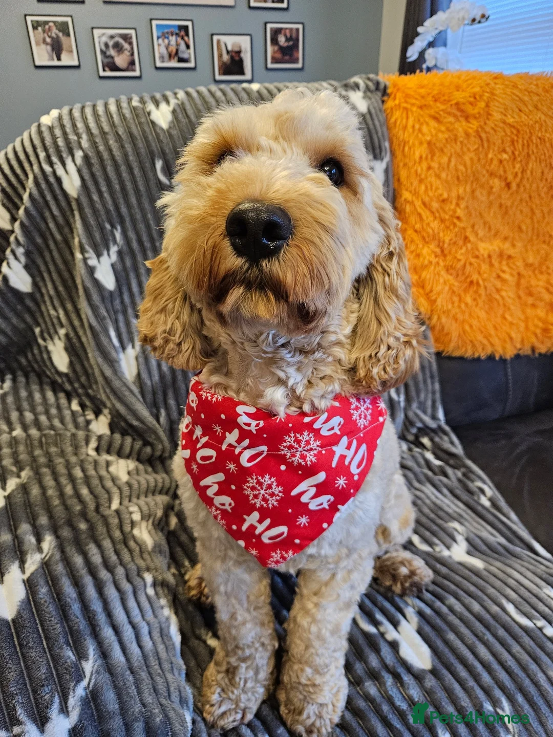 Cockapoo dogs for sale: Male cockapoo in Hull - Advert 14