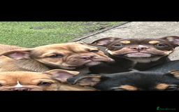 Mixed Breed dogs for sale: 3/4 English bulldog babies  - Image 2