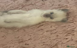 Ragdoll cats for sale: Beautiful ragdoll babies 🩷🩷🩵🩵 - Image 11
