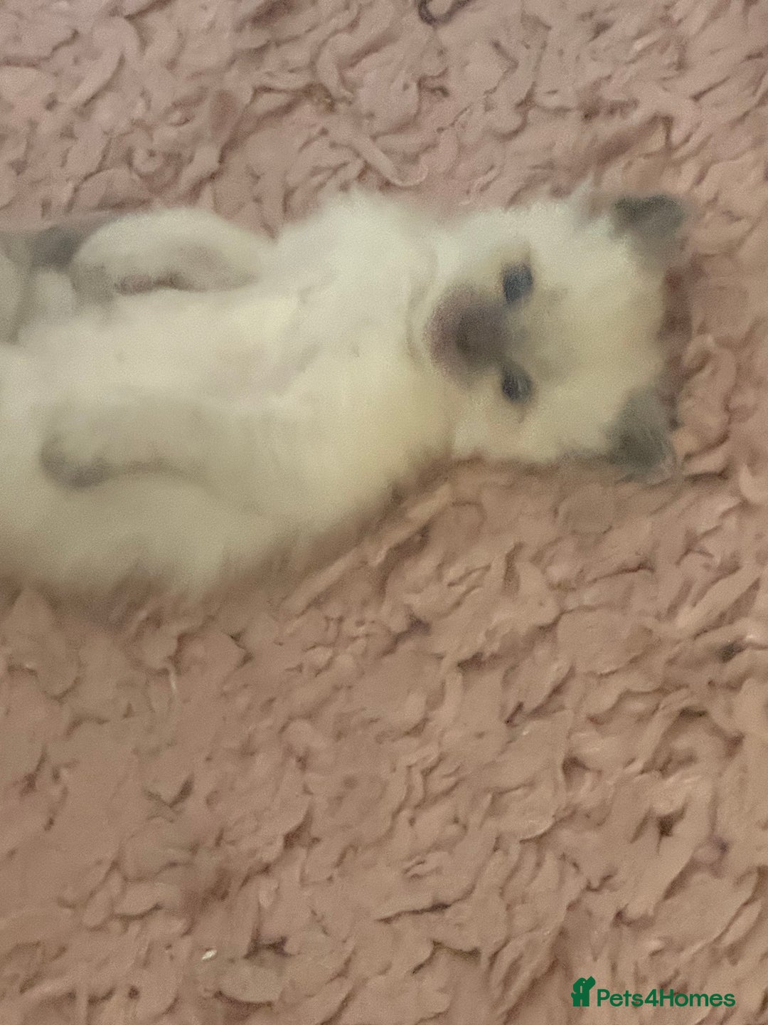 Ragdoll cats for sale: Beautiful ragdoll babies 🩷🩷🩵🩵 - Image 11